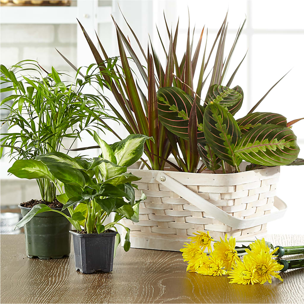 Florist Designed Blooming and Green Plants in a Basket – TREASURE HUT FLOWERS GIFTS & GHSES, Delavan WI