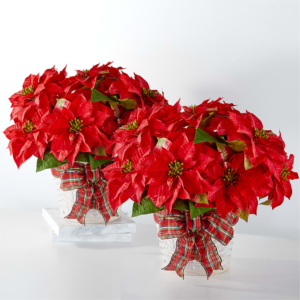 Happiest Holidays Poinsettia Bundle – TREASURE HUT FLOWERS GIFTS & GHSES, Delavan WI