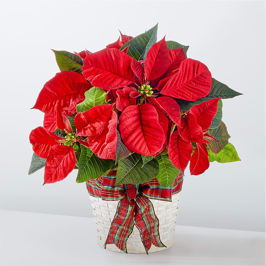 Happiest Holidays Poinsettia – TREASURE HUT FLOWERS GIFTS & GHSES, Delavan WI