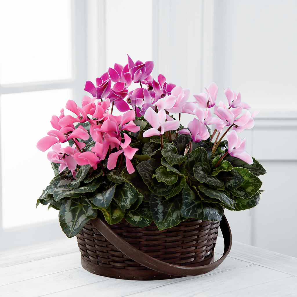 Mixed Cyclamen Planter – TREASURE HUT FLOWERS GIFTS & GHSES, Delavan WI
