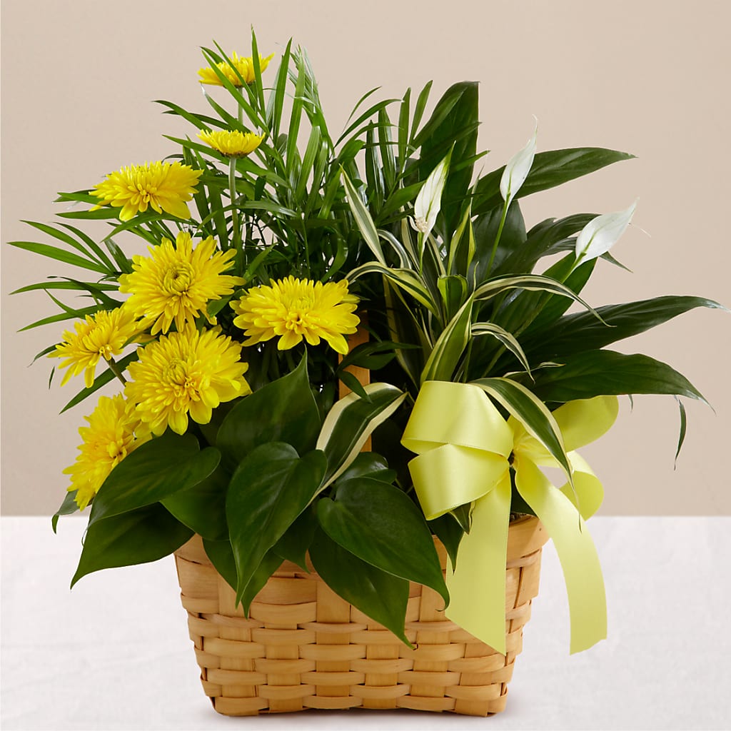 Loving Light Dishgarden – TREASURE HUT FLOWERS GIFTS & GHSES, Delavan WI