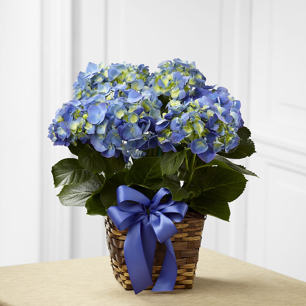 Blue Hydrangea Planter – TREASURE HUT FLOWERS GIFTS & GHSES, Delavan WI