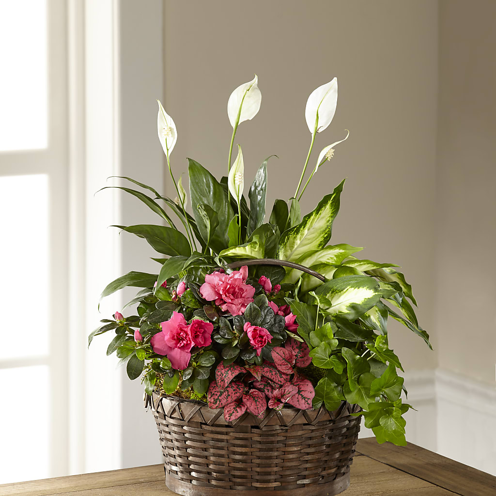Dream in Pink Dishgarden – TREASURE HUT FLOWERS GIFTS & GHSES, Delavan WI