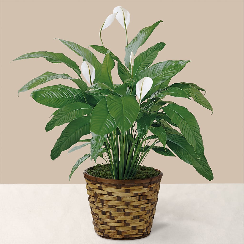 Tranquil Moments Peace Lily Plant – TREASURE HUT FLOWERS GIFTS & GHSES, Delavan WI
