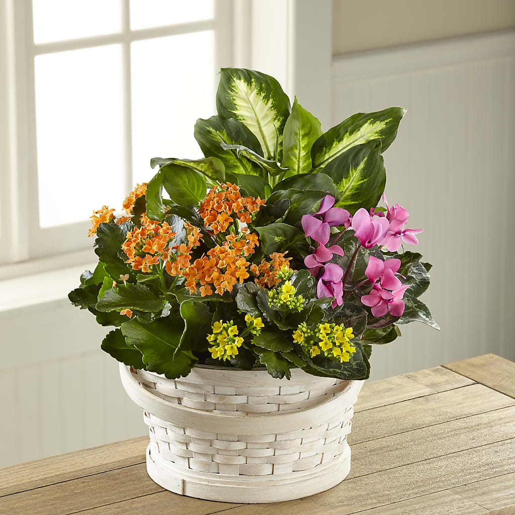 Color Crush Dishgarden – TREASURE HUT FLOWERS GIFTS & GHSES, Delavan WI