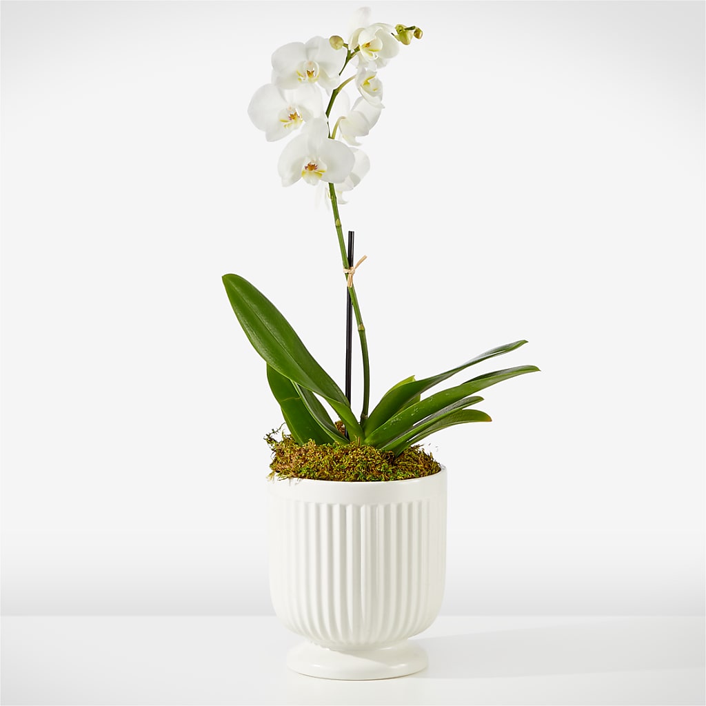 Whispering White Orchid – TREASURE HUT FLOWERS GIFTS & GHSES, Delavan WI