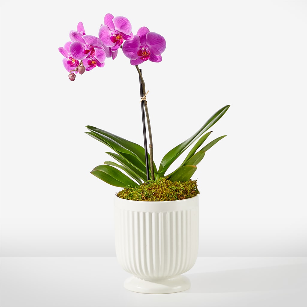 Friendly Fuchsia Orchid – TREASURE HUT FLOWERS GIFTS & GHSES, Delavan WI