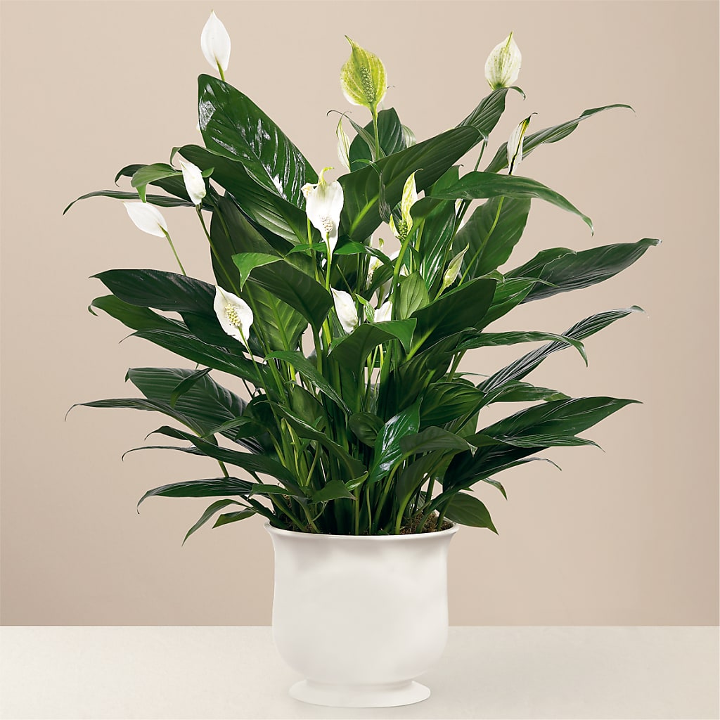 Comfort Planter – TREASURE HUT FLOWERS GIFTS & GHSES, Delavan WI