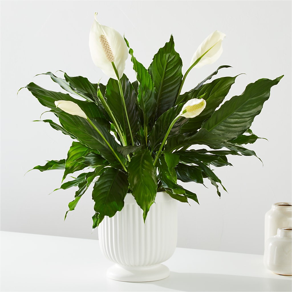 Comfort Planter – TREASURE HUT FLOWERS GIFTS & GHSES, Delavan WI