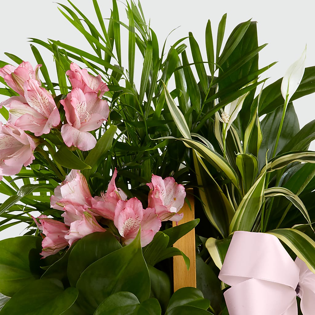 Living Spirit Dishgarden – TREASURE HUT FLOWERS GIFTS & GHSES, Delavan WI