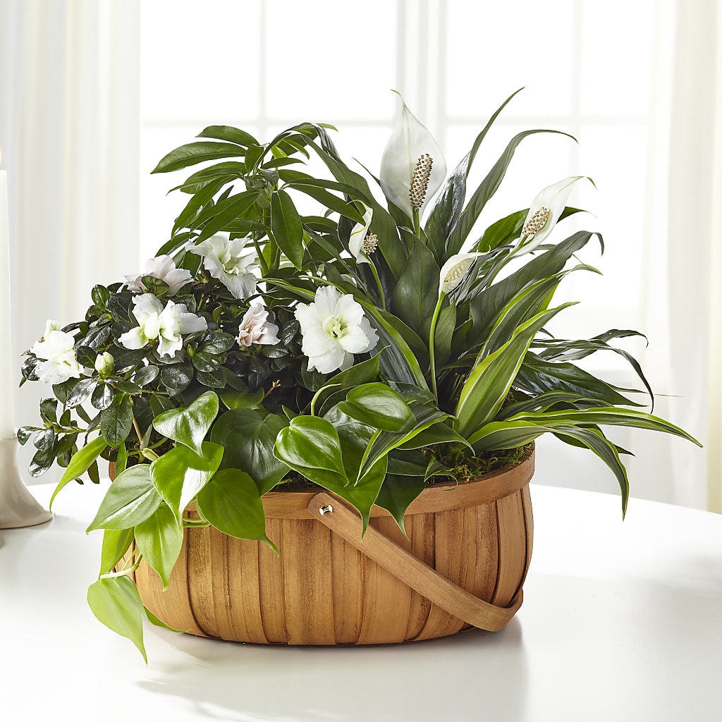 Serene Dishgarden – TREASURE HUT FLOWERS GIFTS & GHSES, Delavan WI