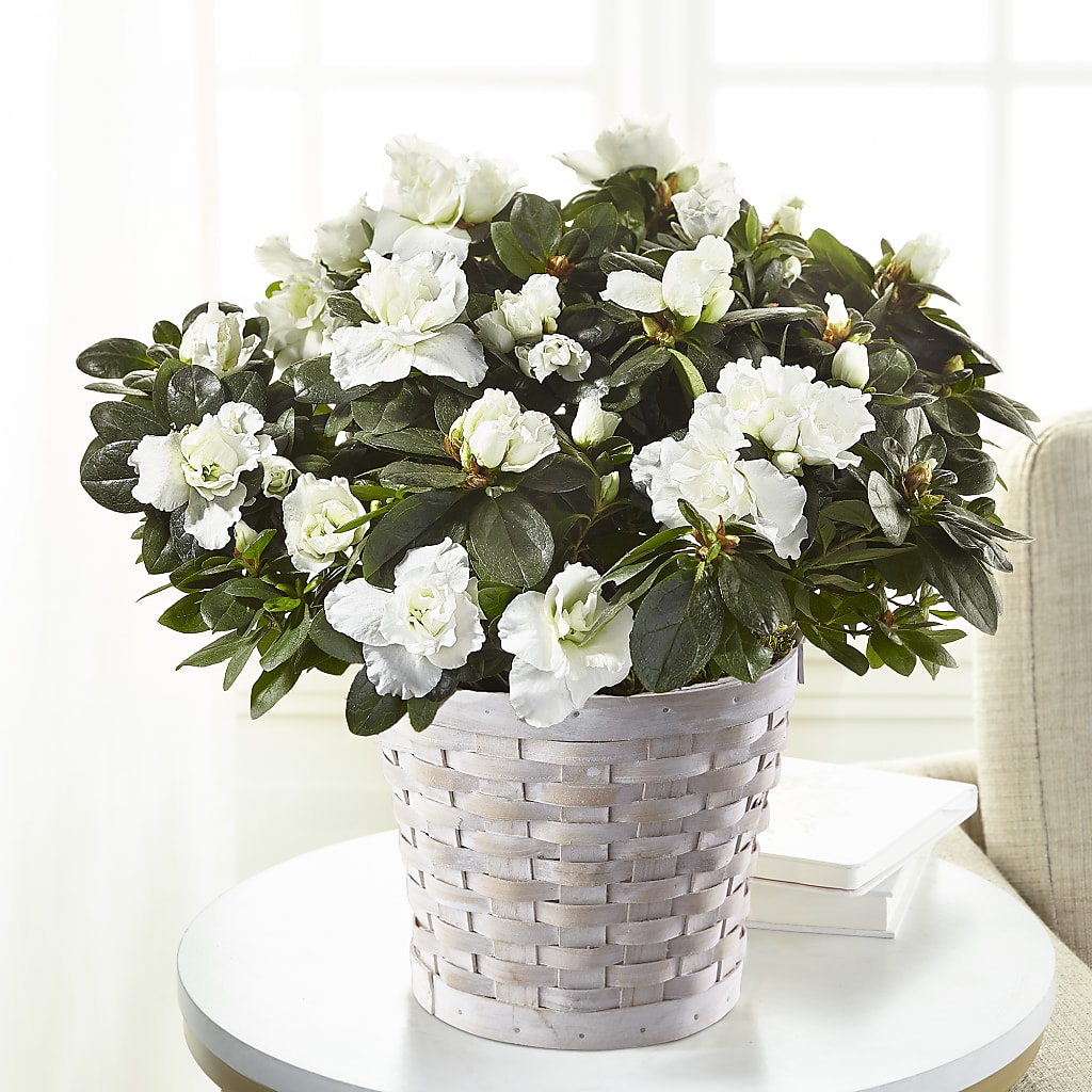 White Azalea Plant – TREASURE HUT FLOWERS GIFTS & GHSES, Delavan WI