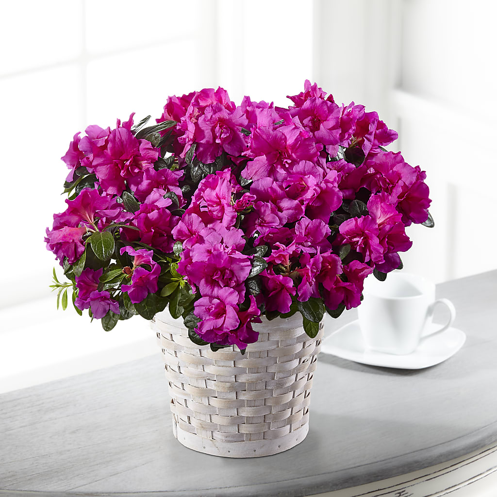 Hope & Serenity Azalea Plant – TREASURE HUT FLOWERS GIFTS & GHSES, Delavan WI