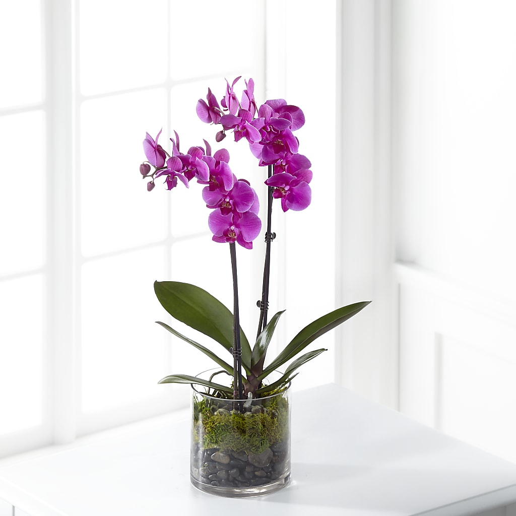 Pink Orchid Plant – TREASURE HUT FLOWERS GIFTS & GHSES, Delavan WI