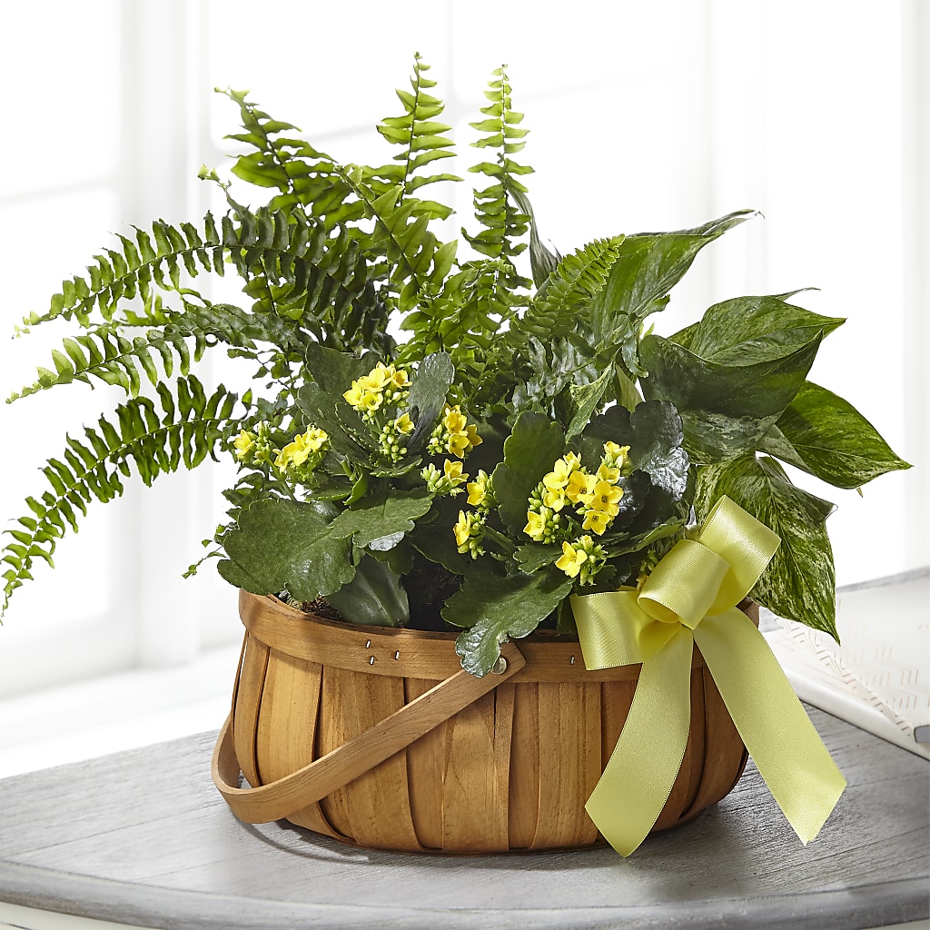 Always Dear Dishgarden – TREASURE HUT FLOWERS GIFTS & GHSES, Delavan WI