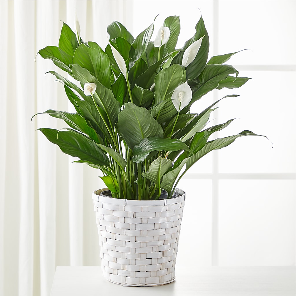 A New Leaf Peace Lily – TREASURE HUT FLOWERS GIFTS & GHSES, Delavan WI