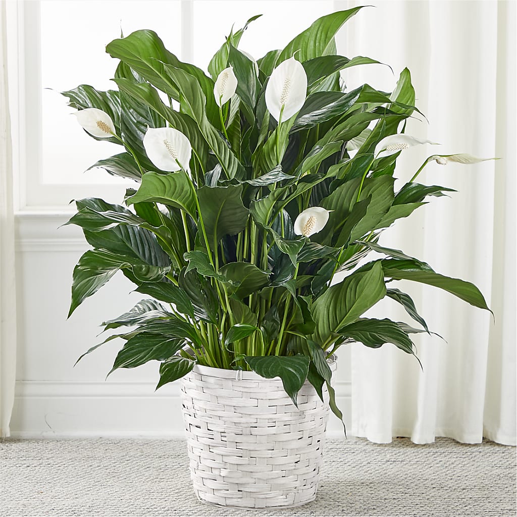 A New Leaf Peace Lily – TREASURE HUT FLOWERS GIFTS & GHSES, Delavan WI