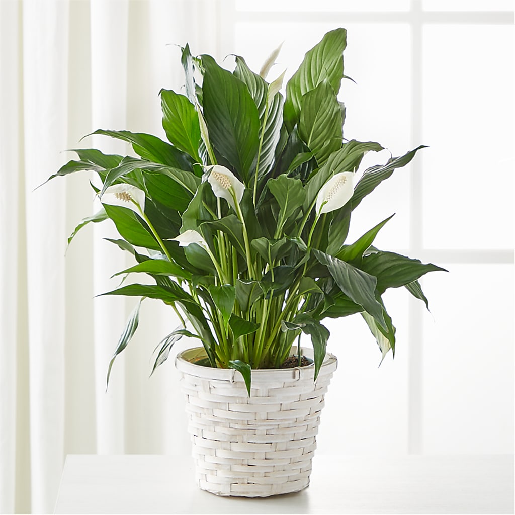 A New Leaf Peace Lily – TREASURE HUT FLOWERS GIFTS & GHSES, Delavan WI