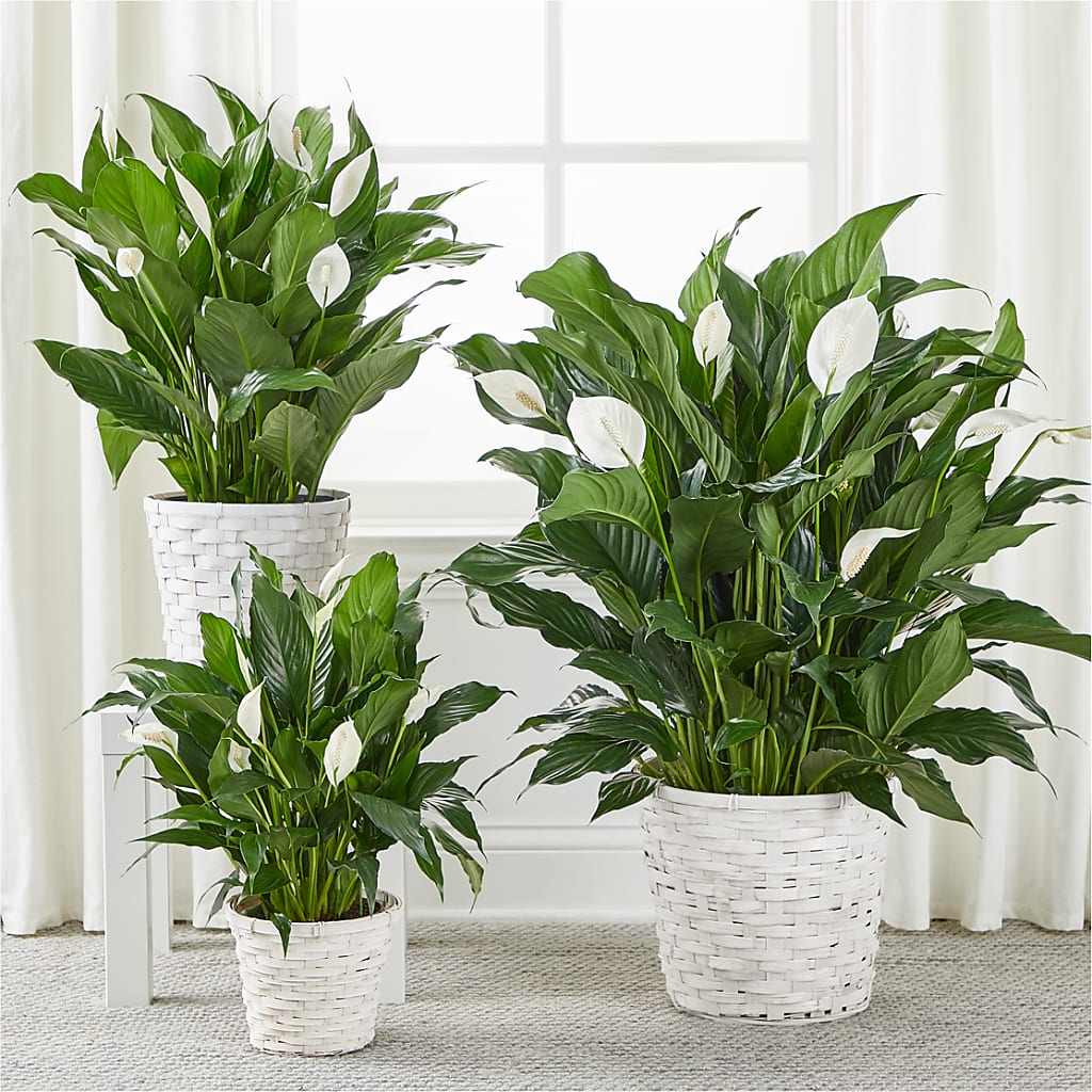 A New Leaf Peace Lily – TREASURE HUT FLOWERS GIFTS & GHSES, Delavan WI