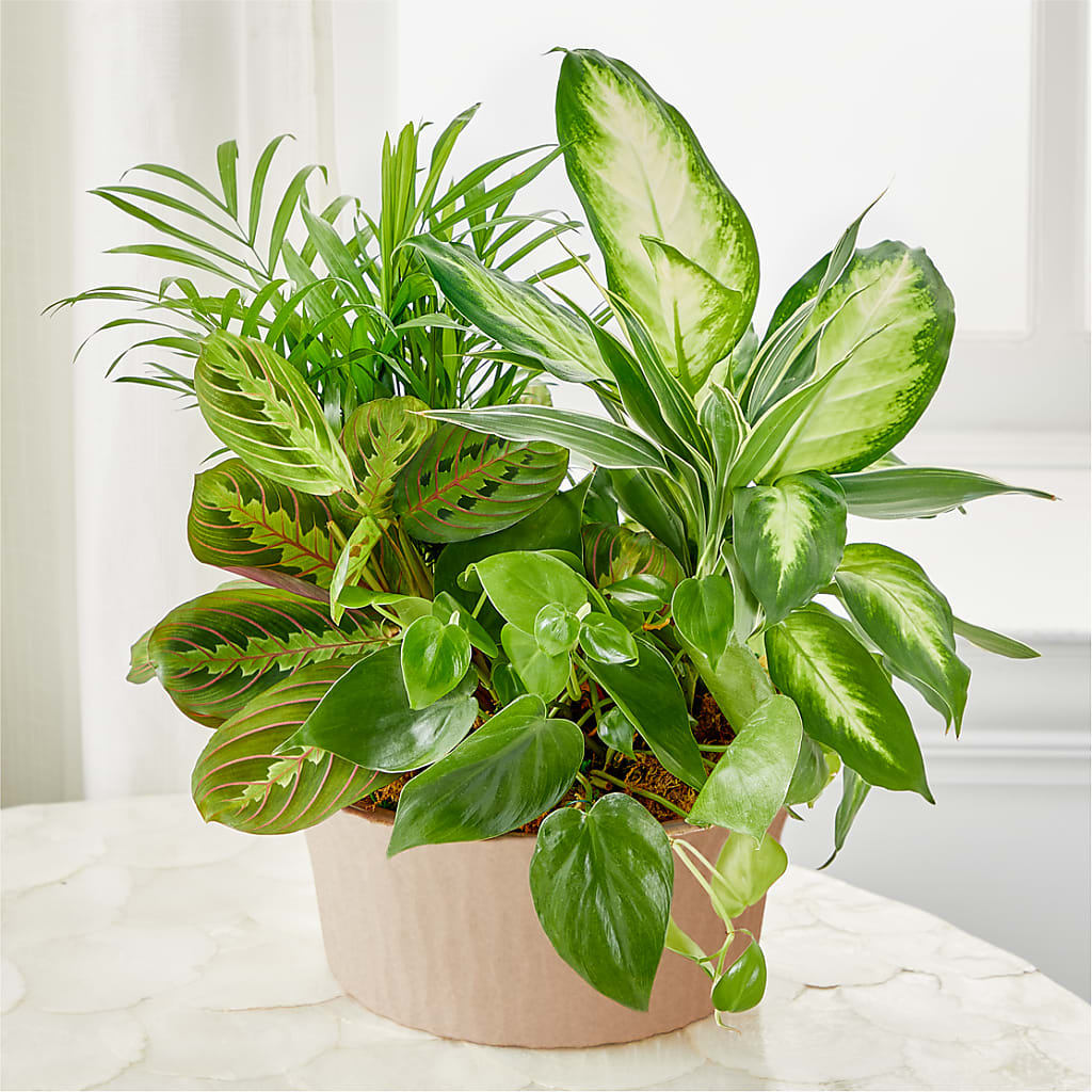 Balance & Harmony Dishgarden – TREASURE HUT FLOWERS GIFTS & GHSES, Delavan WI