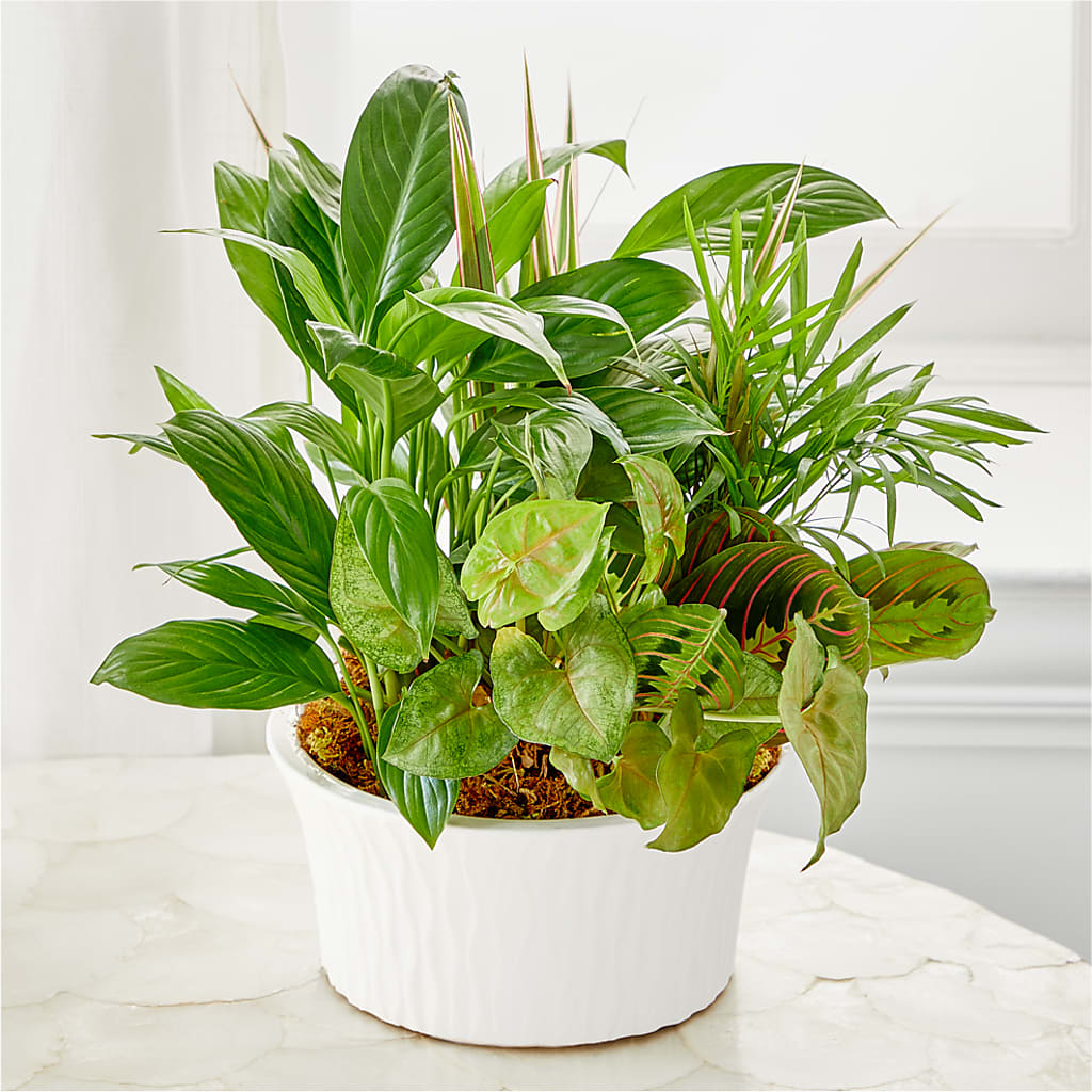 Balance & Harmony Dishgarden – TREASURE HUT FLOWERS GIFTS & GHSES, Delavan WI