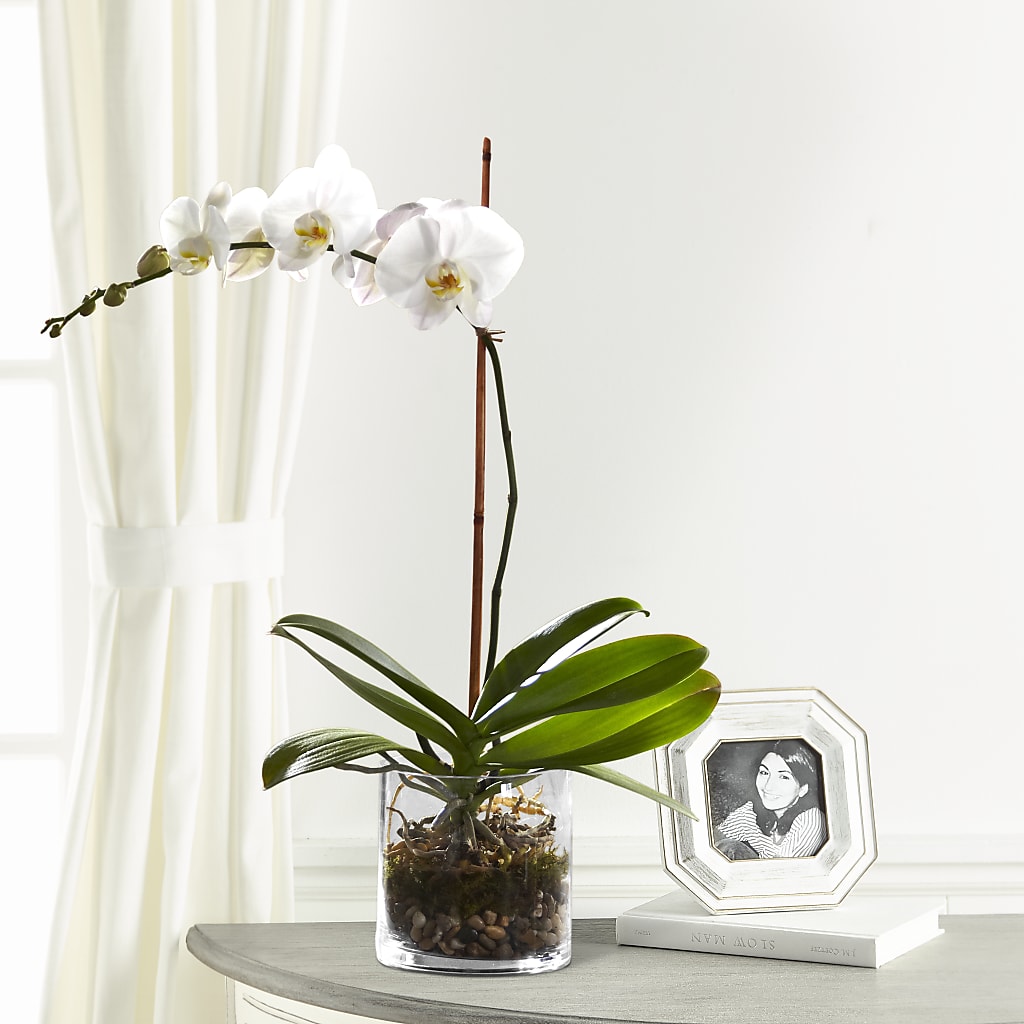 White Orchid Planter – TREASURE HUT FLOWERS GIFTS & GHSES, Delavan WI
