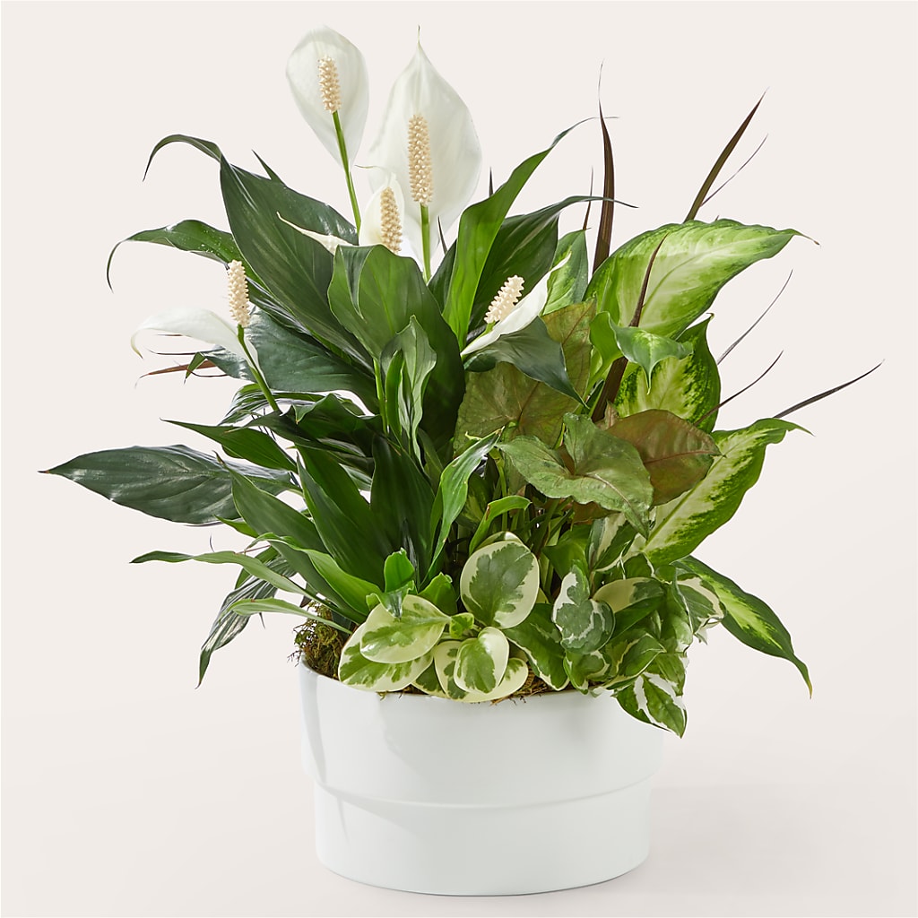 Radiating Positivity Dishgarden – TREASURE HUT FLOWERS GIFTS & GHSES, Delavan WI
