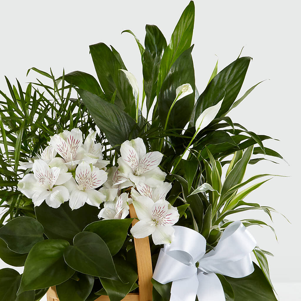 Peace & Serenity Dishgarden – TREASURE HUT FLOWERS GIFTS & GHSES, Delavan WI
