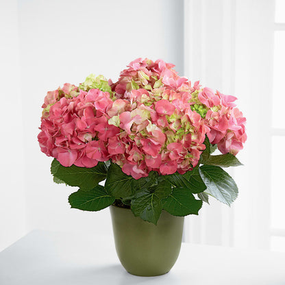 Pink Hydrangea Planter – TREASURE HUT FLOWERS GIFTS & GHSES, Delavan WI