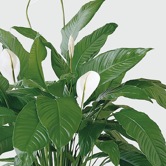Tranquil Moments Peace Lily Plant – TREASURE HUT FLOWERS GIFTS & GHSES, Delavan WI