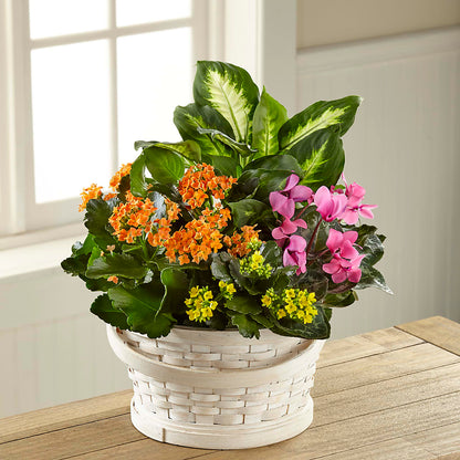 Color Crush Dishgarden – TREASURE HUT FLOWERS GIFTS & GHSES, Delavan WI