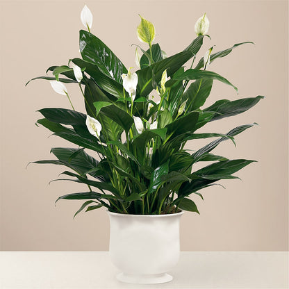 Comfort Planter – TREASURE HUT FLOWERS GIFTS & GHSES, Delavan WI