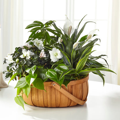 Serene Dishgarden – TREASURE HUT FLOWERS GIFTS & GHSES, Delavan WI