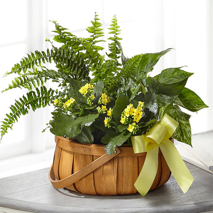 Always Dear Dishgarden – TREASURE HUT FLOWERS GIFTS & GHSES, Delavan WI