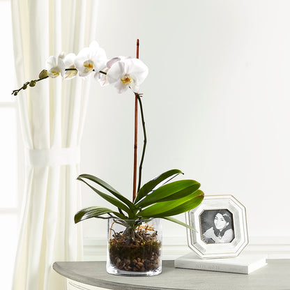 White Orchid Planter – TREASURE HUT FLOWERS GIFTS & GHSES, Delavan WI